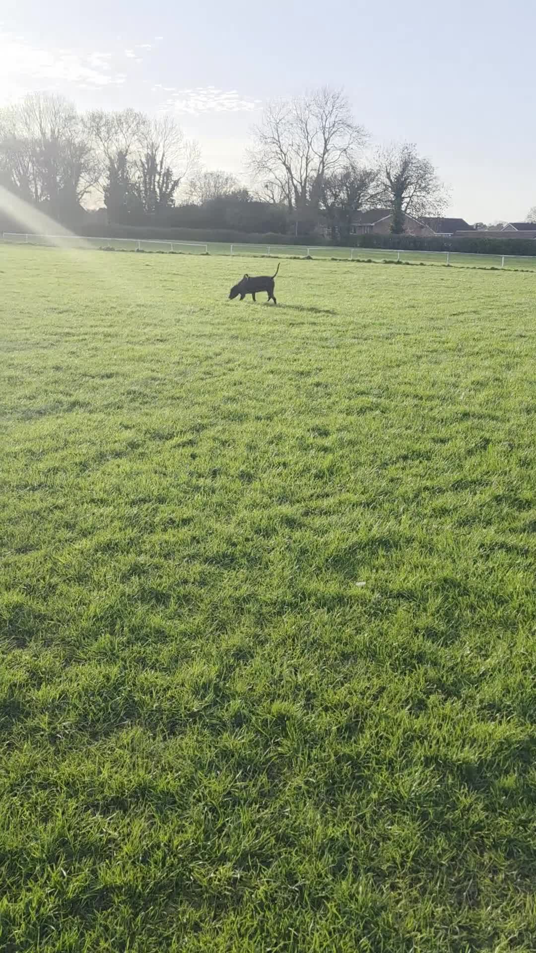 American Bulldog dogs for sale: Loving dog needing new family home. - Video 2