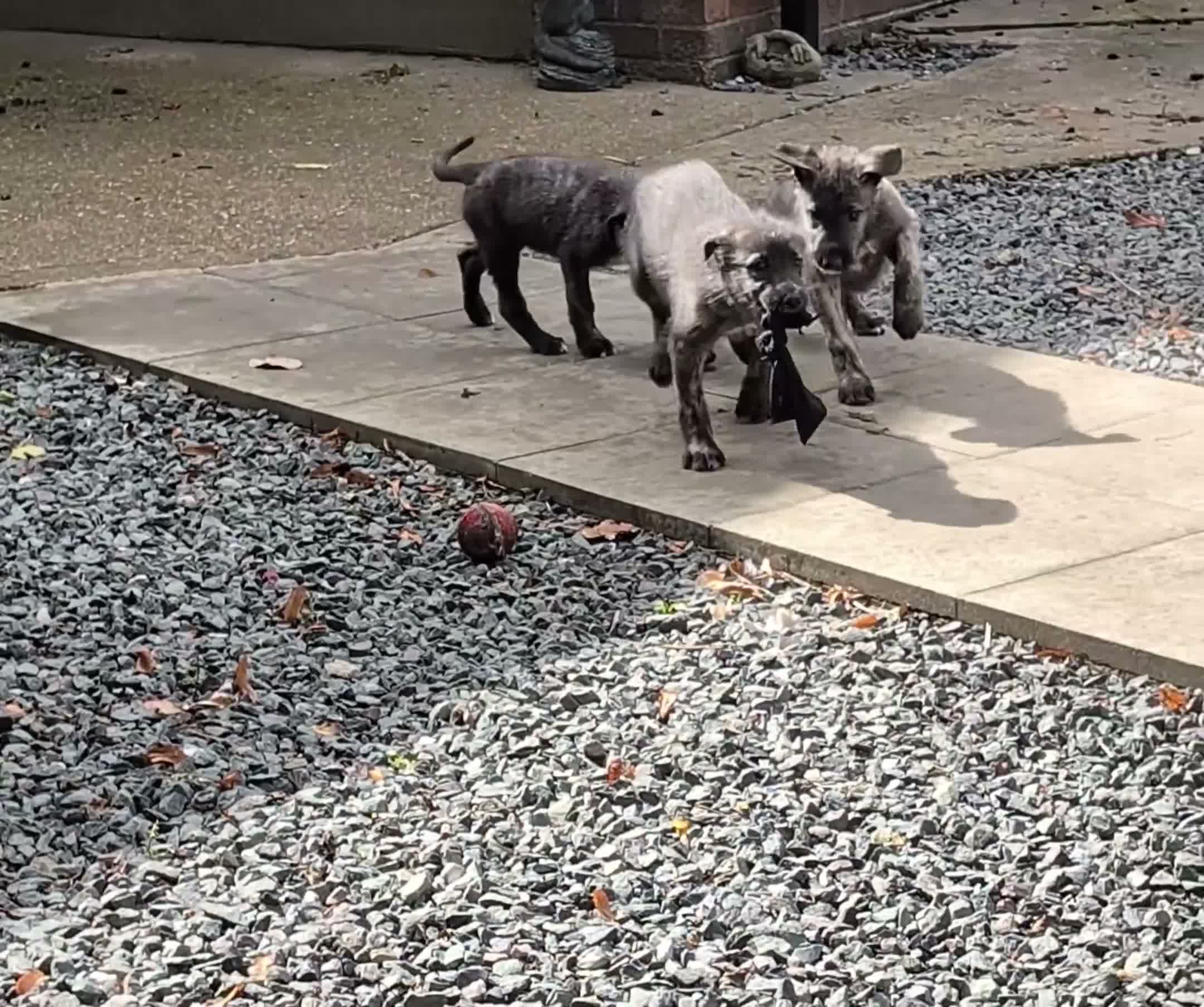 Irish Wolfhound dogs for sale: Wolfhound/Caucasian  - Video 2