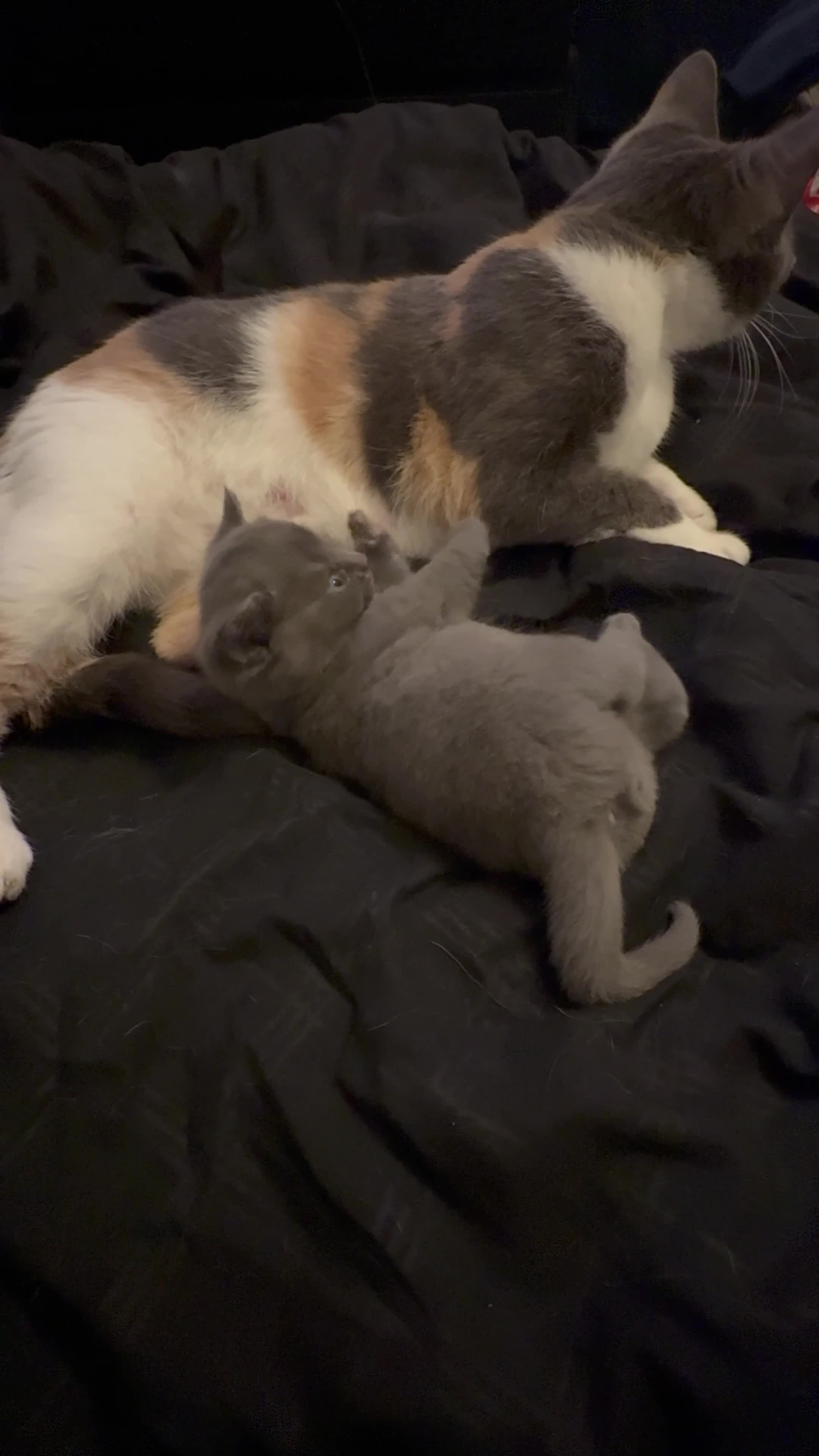 Mixed Breed cats for sale: ralph  - Video 3