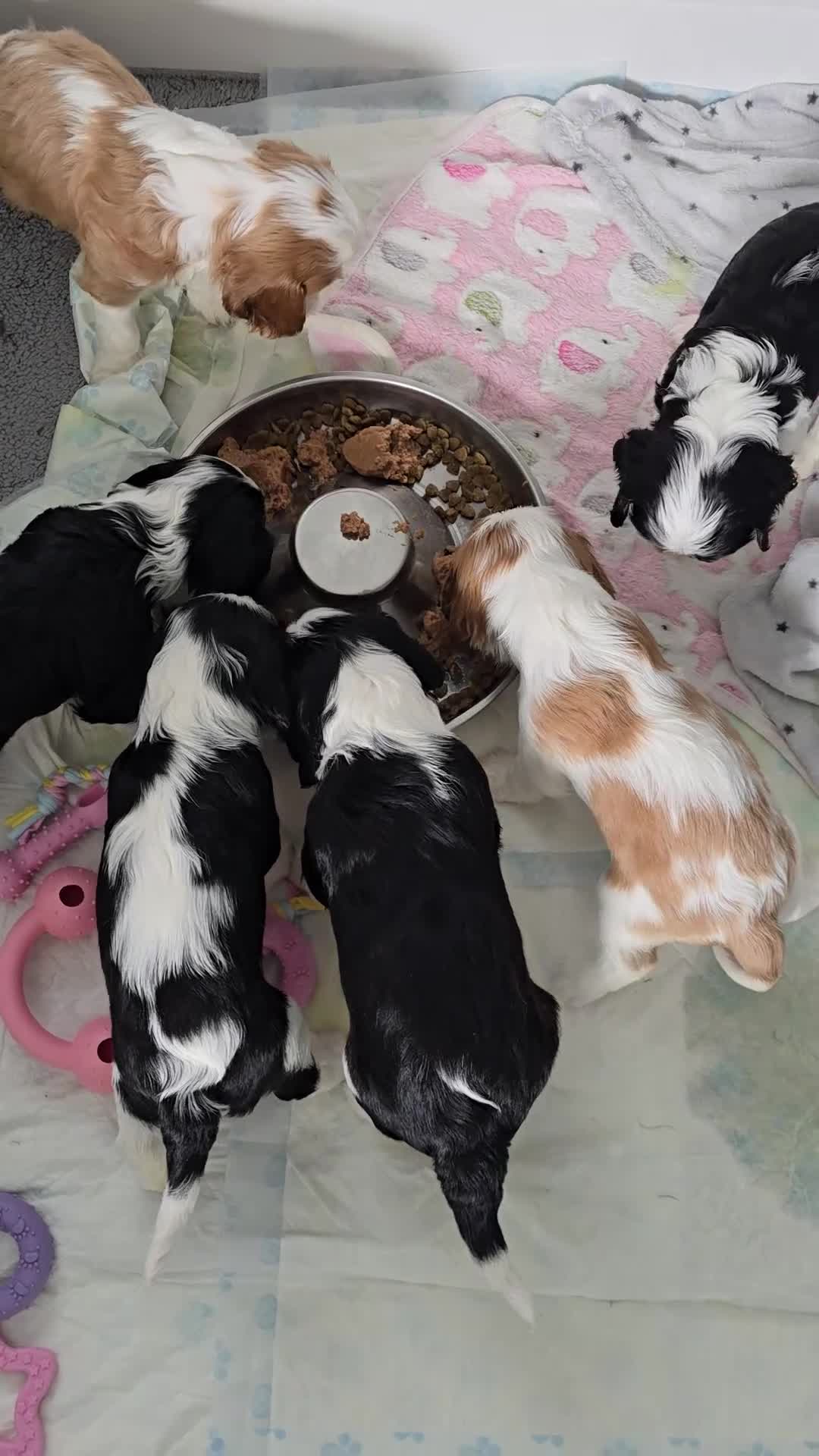 Cavalier King Charles Spaniel dogs for sale: MRI scanned pareents fully health tested  - Video 2