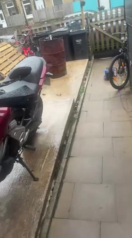 French Bulldog dogs for sale: Male frenchie in Halifax - Video 2