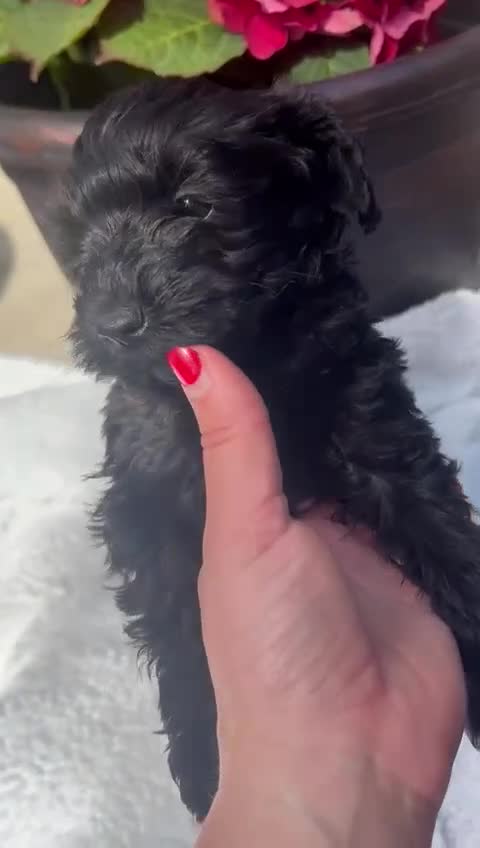 Schnoodle dogs for sale: Schoodles  - Video 2