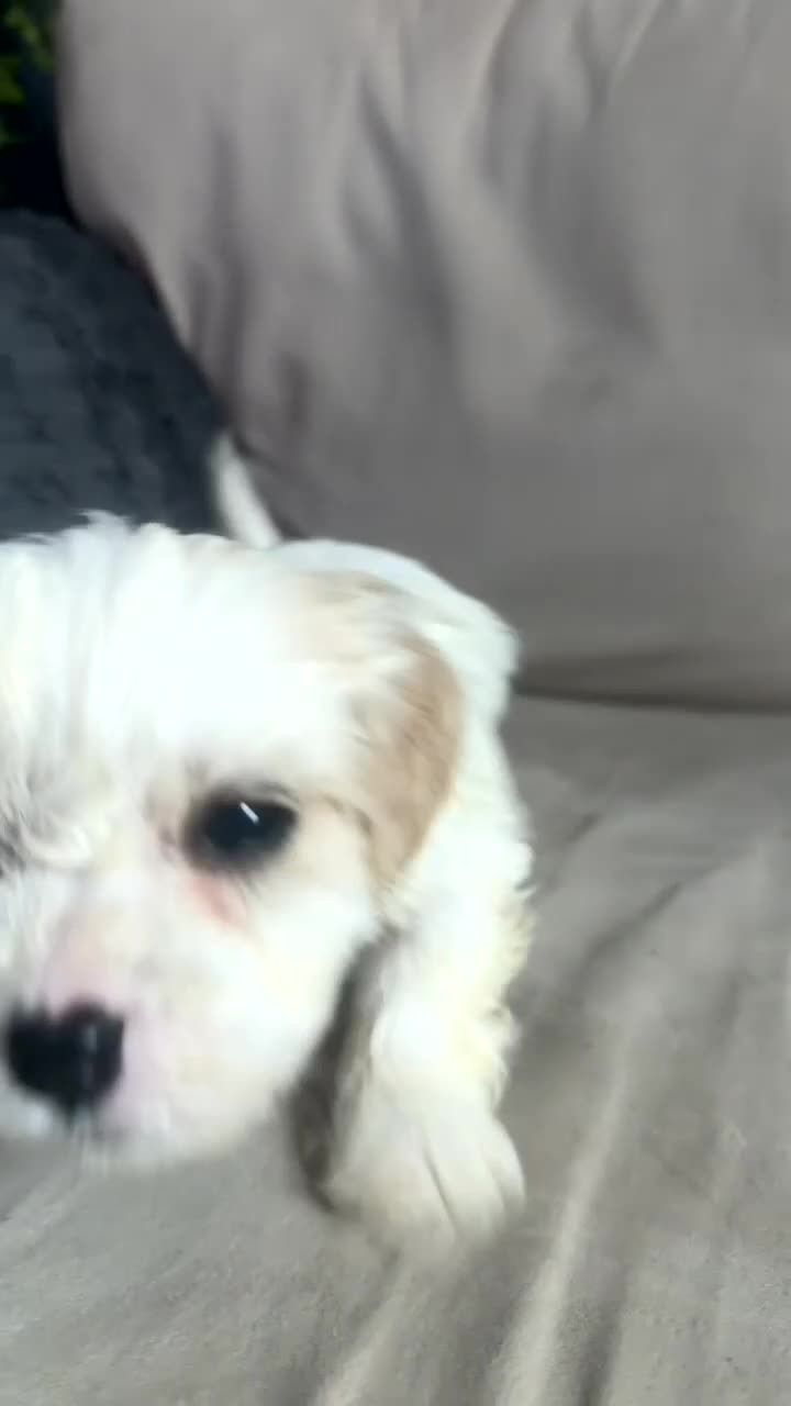 Cavachon dogs for sale: Cavachon f2 puppies  - Video 1