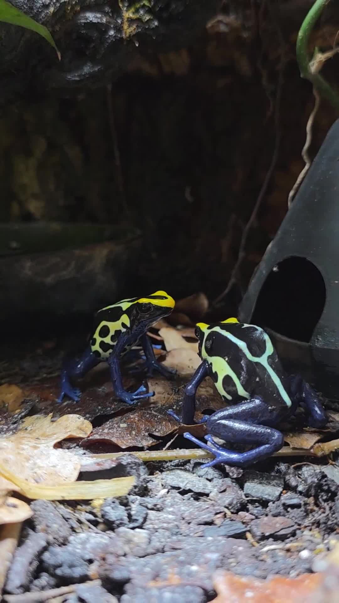 Frog reptiles for sale: Established Dart Frog Vivarium 50x50x60cm - Video 2