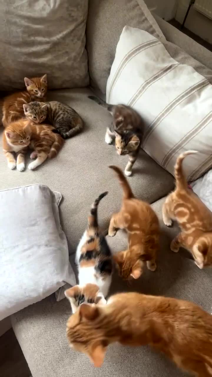 Domestic Shorthair cats for sale:  Adorable Kittens Looking for Their Forever Homes - Video 1
