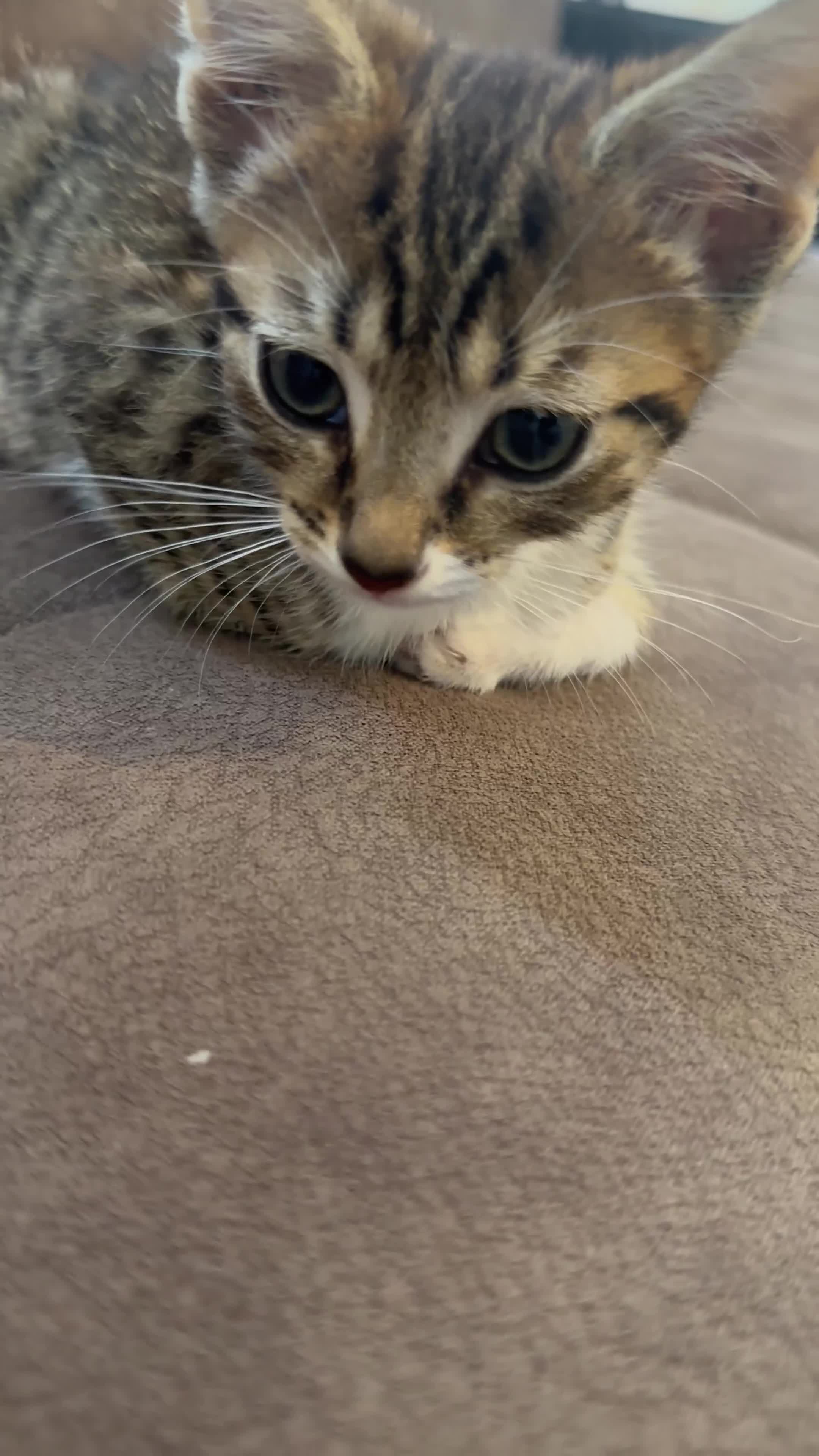 Bengal cats for sale:  ྀིྀི female bengal kitten  - Video 1