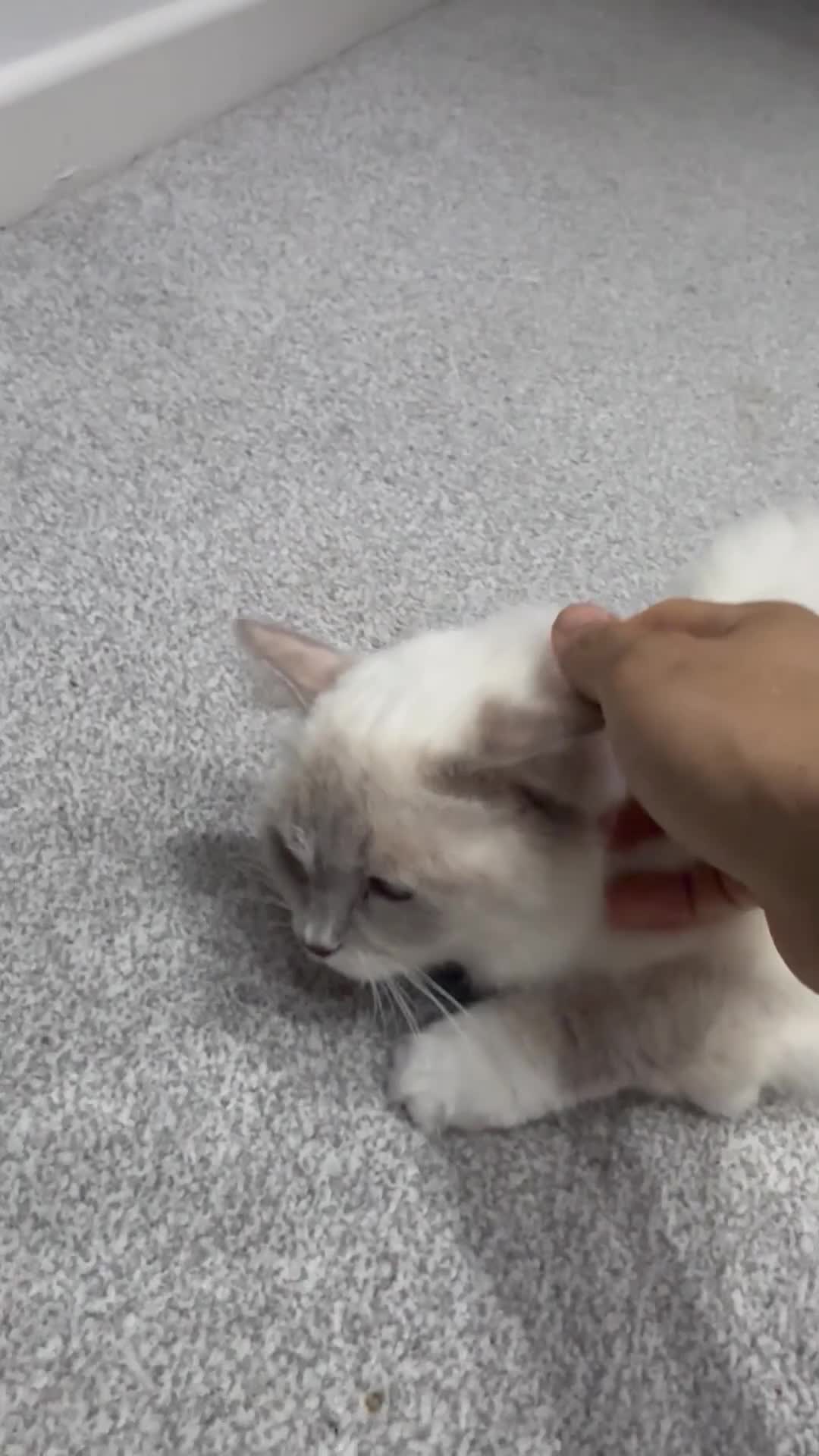 Ragdoll cats for sale: 2 stunning ragdoll kittens and 2 ragdoll x bengal  - Video 5