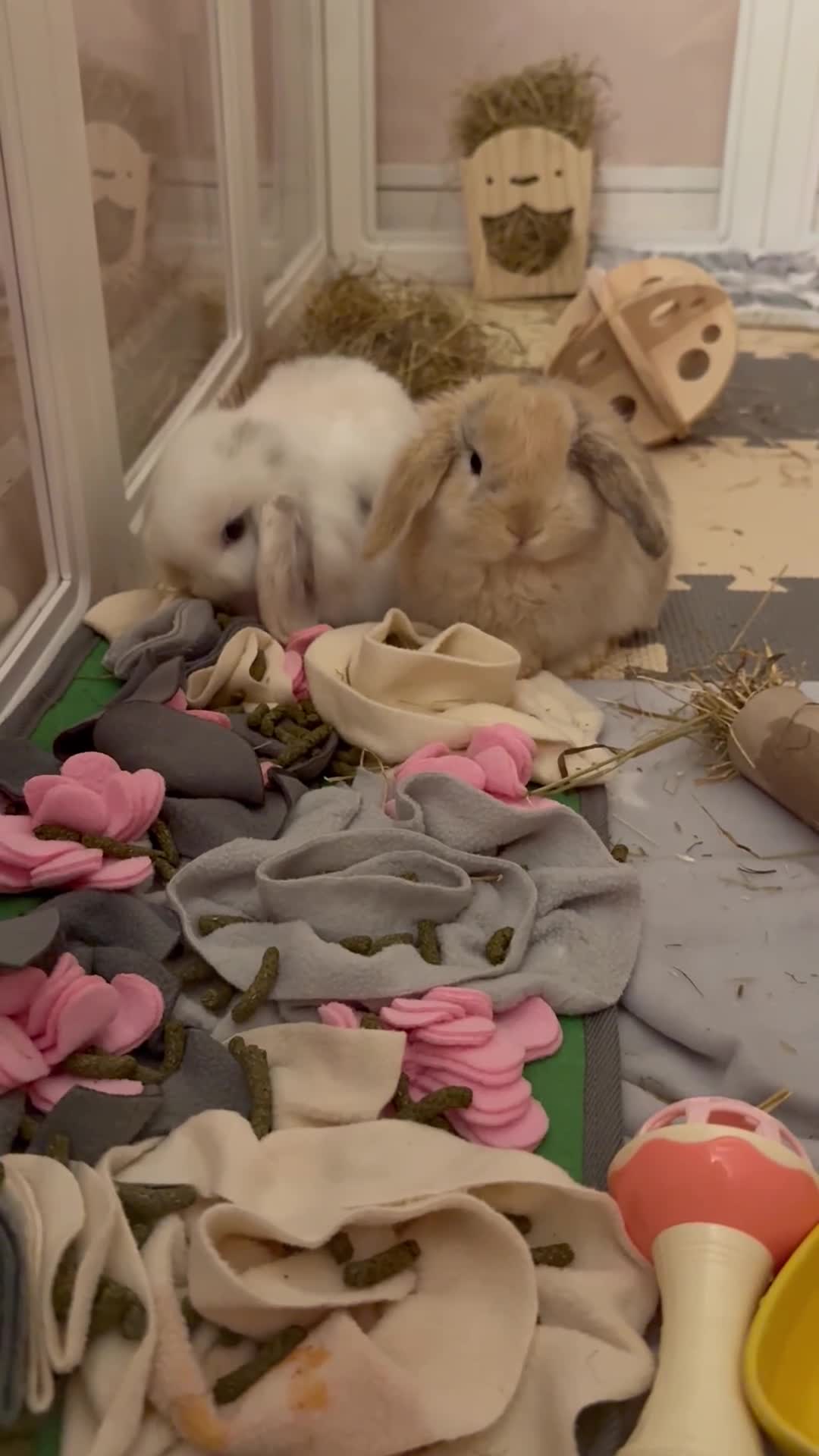 Mini Lop rabbits for sale: 2 vaccinated mini lop rabbits - Video 1