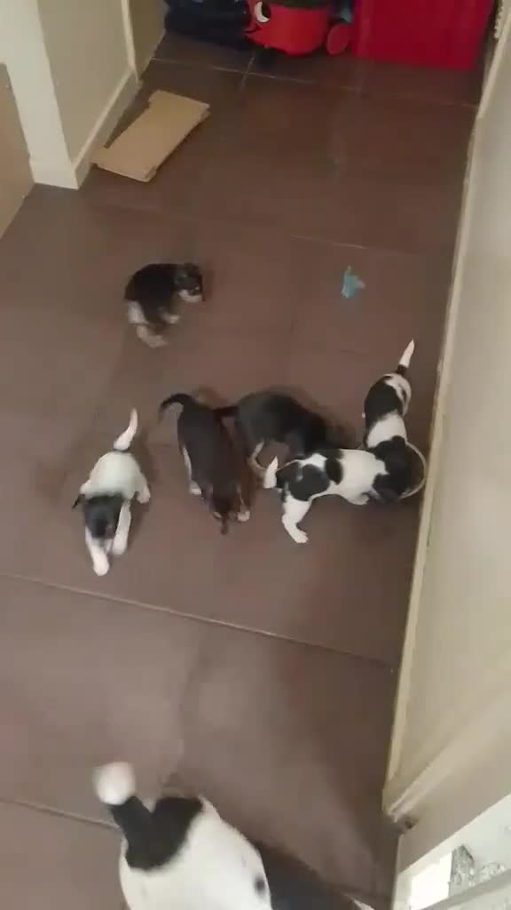 Jack Russell dogs for sale: Beautiful litter of Jack Russell pups - Video 1
