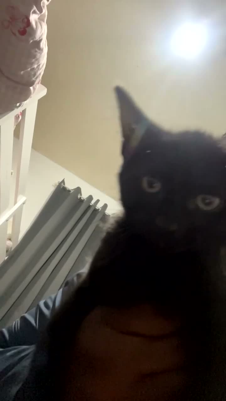 Domestic Shorthair cats for sale: Adorable black short haired domestic kitten  in Harrow - Video 1
