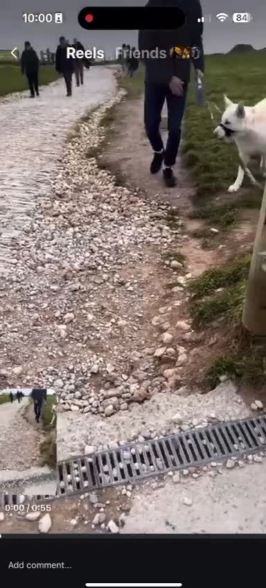 German Shepherd dogs for stud: Nika the shepsky for stud - Video 1