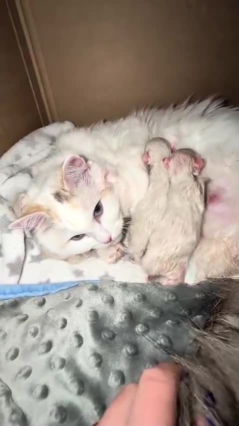 Ragdoll cats for sale: READY to go: 2 Purebred Ragdoll Kittens  - Video 1