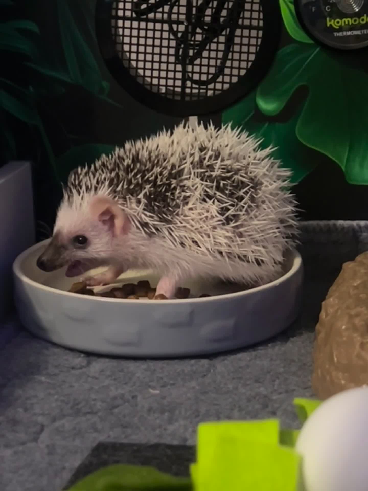 Pygmy Hedgehog rodents for sale: Male African Pygmy hedgehog (set up separate)  - Video 2