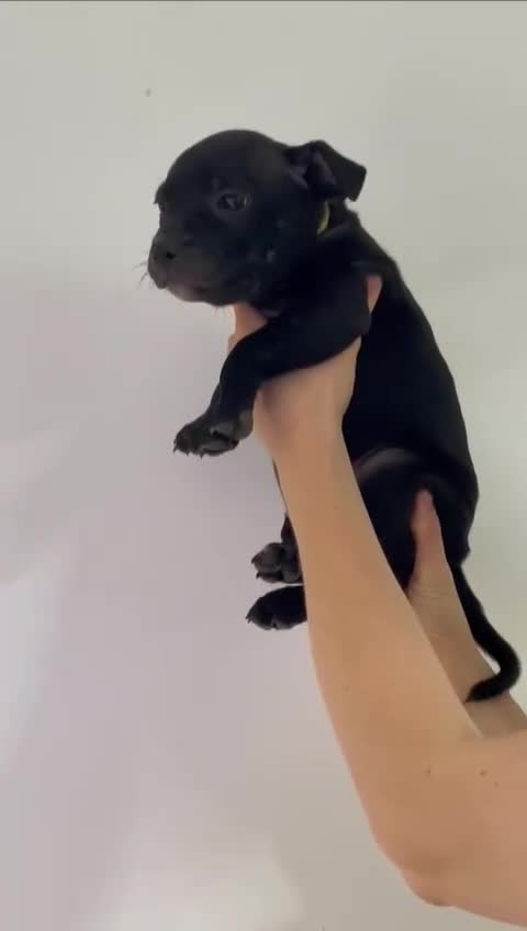 Staffordshire Bull Terrier dogs for sale: 9 Beautiful Black & Blue pups  - Video 2