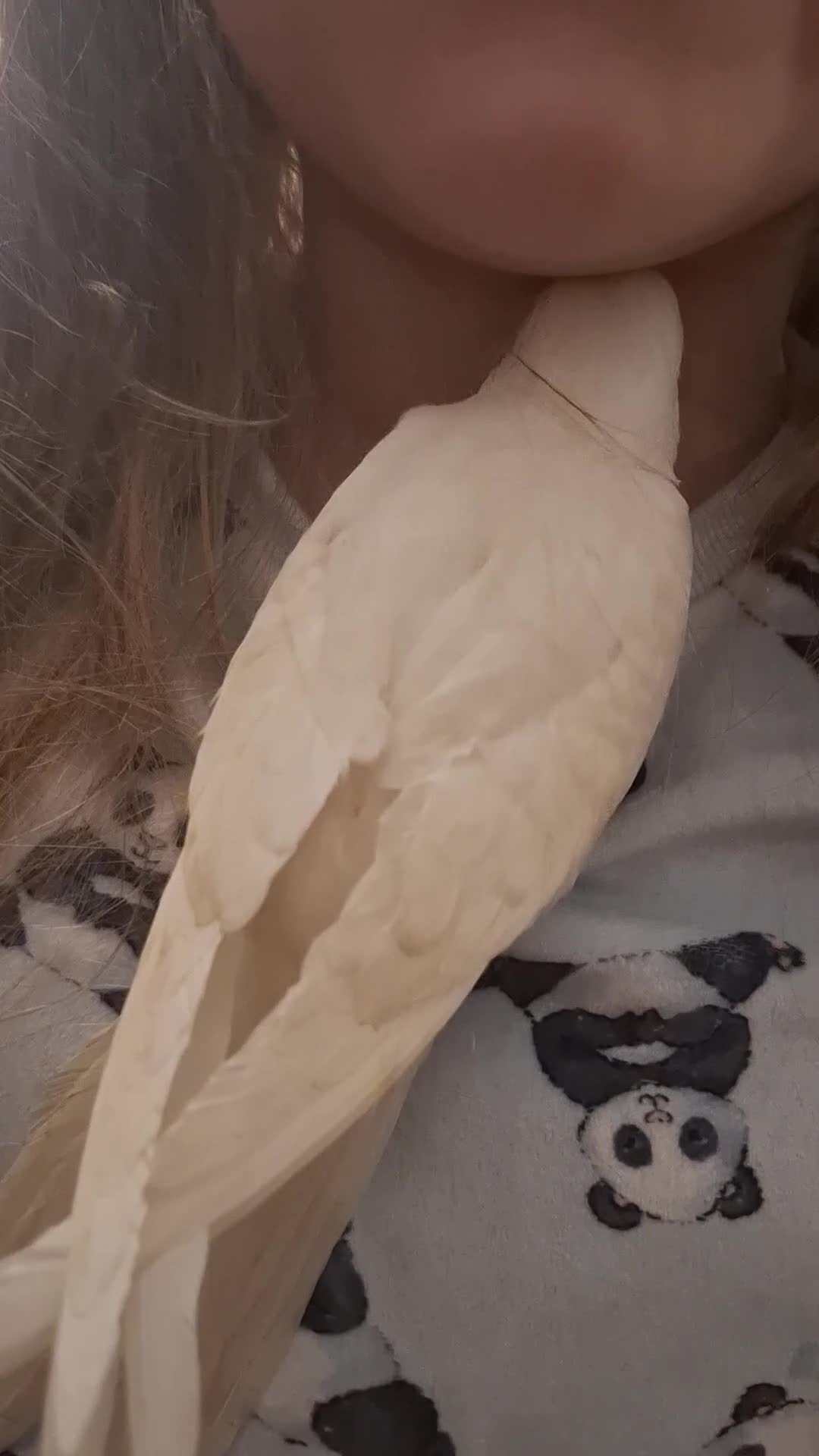 Cockatiels birds for sale: Hand Reared Cockatiel - Video 1