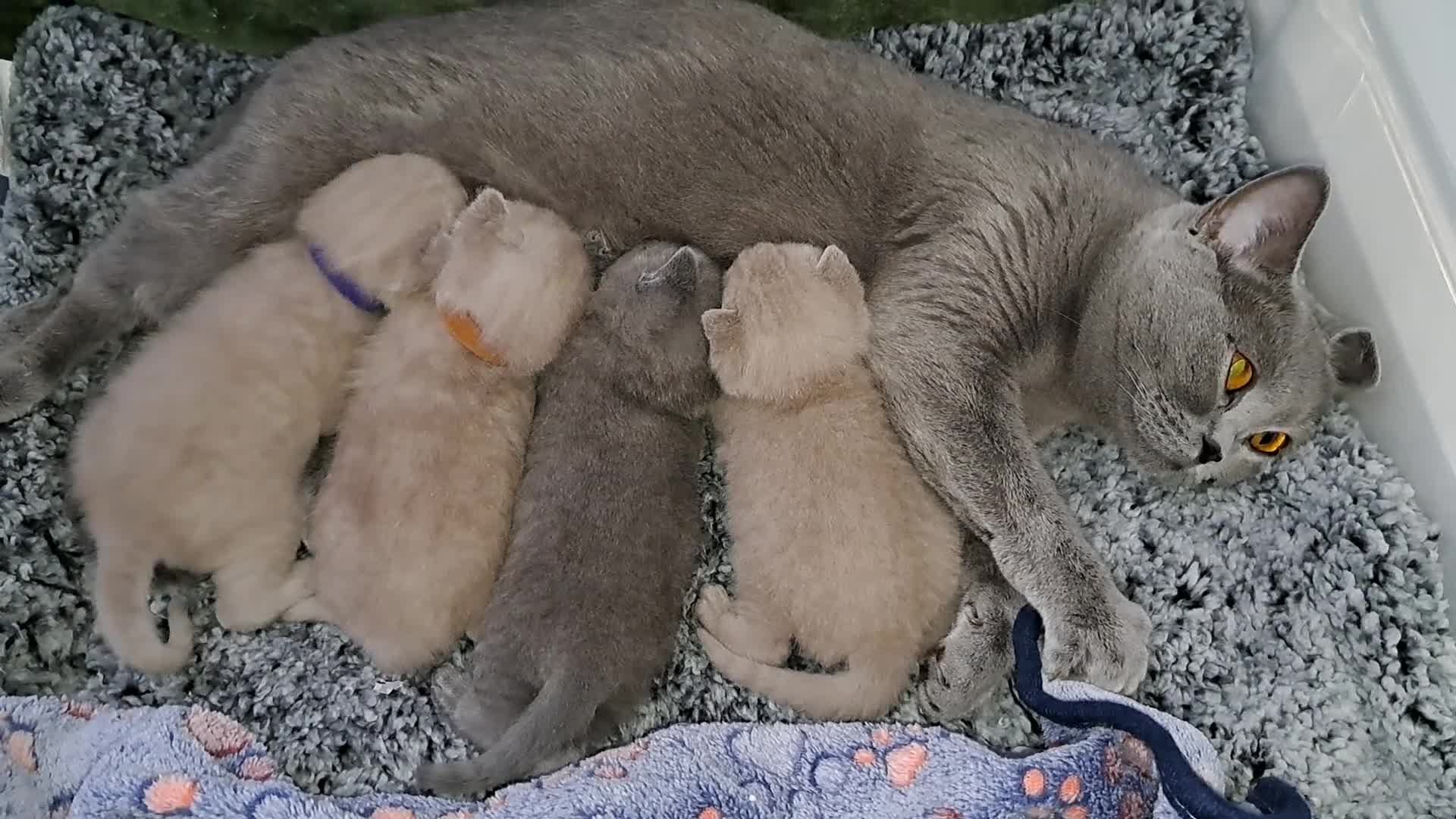 British Shorthair cats for sale: British Shorthair Lilac and Blue colour  - Video 4