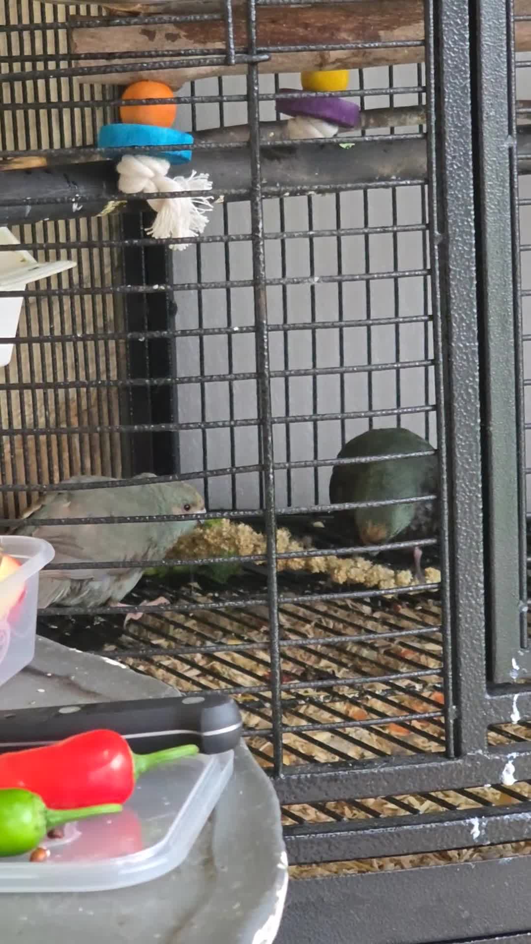 Parakeets birds for sale: Male and Female Blue Kakarikis - Video 2