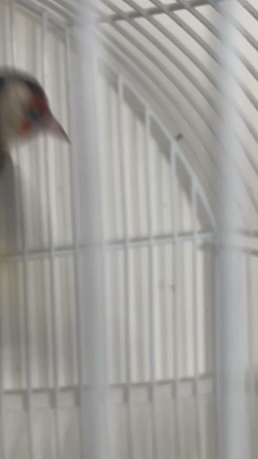 Finches birds for sale: Siberian Goldfinch Male  in London - Video 1