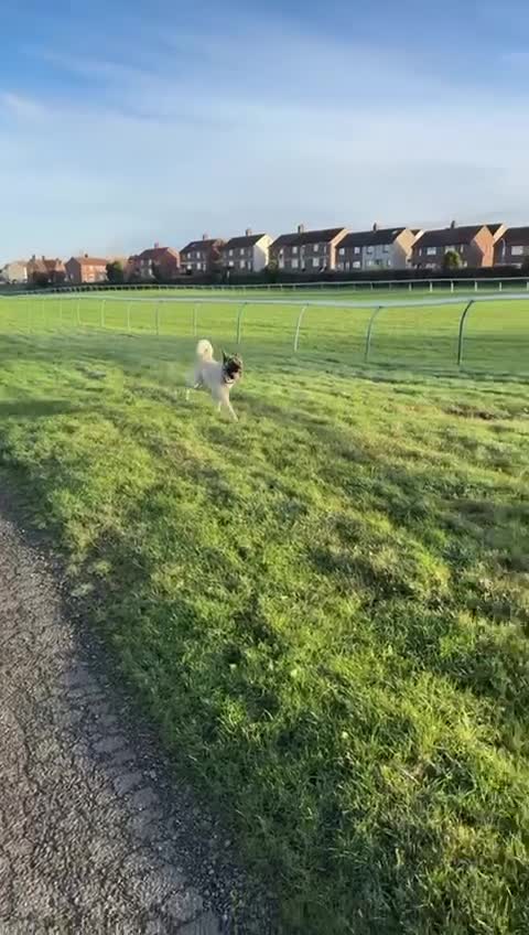 Akita dogs for stud: American akita proven stud  - Video 5