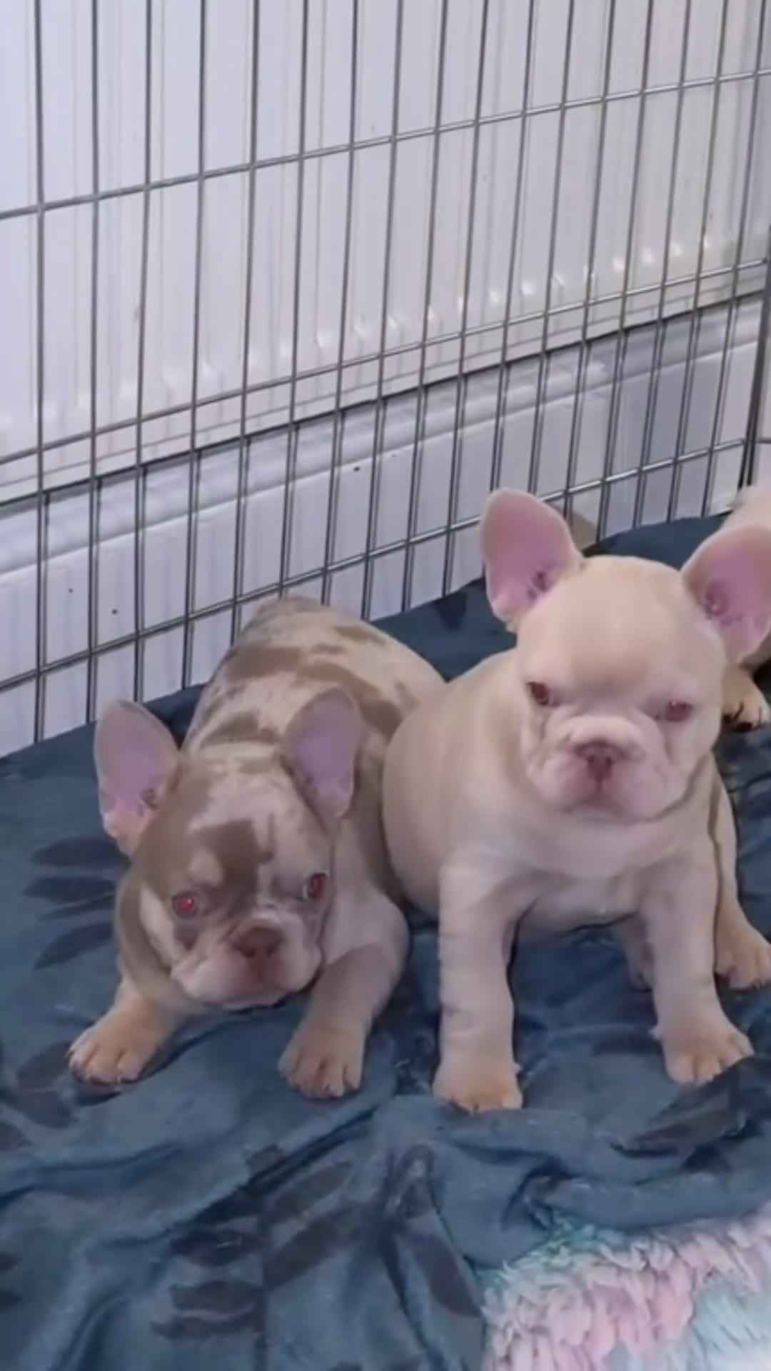 French Bulldog dogs for sale: Stunning KC registered Frenchies😍 2 male 1 female - Video 4