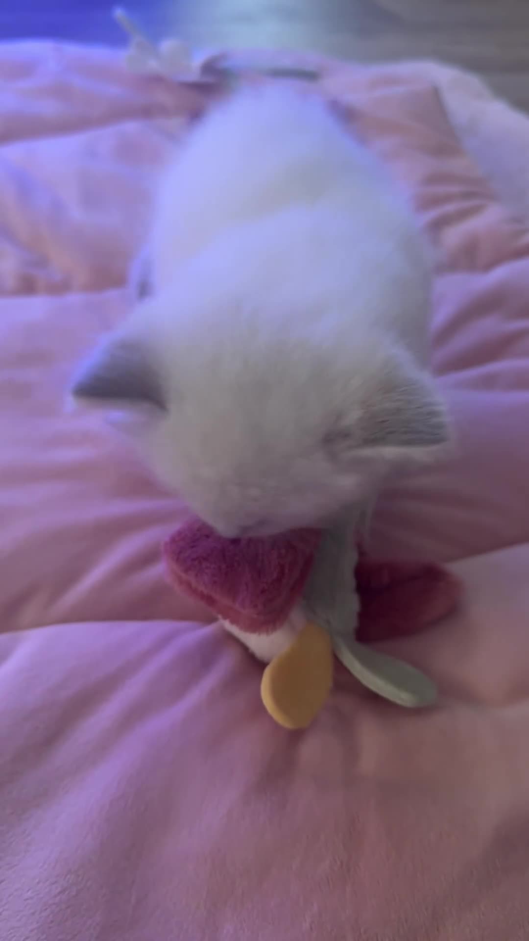 Ragdoll cats for sale: Stunning blue Mitted Tabby Boy in Hemel Hempstead - Video 1