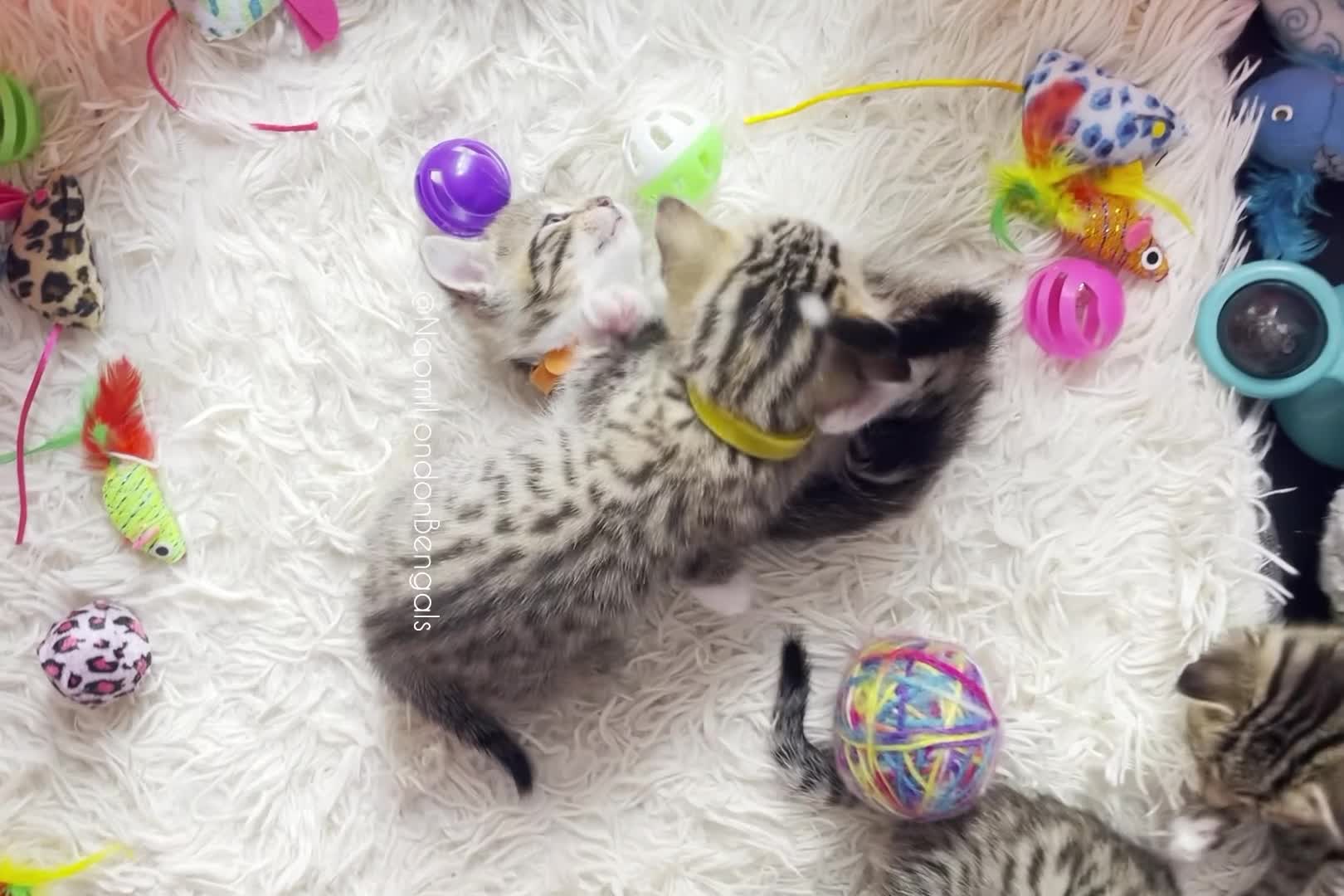 Bengal cats for sale: 🌈 BENGAL KITTENS 🌈 ⭐️⭐️⭐️⭐️⭐️ - Video 1