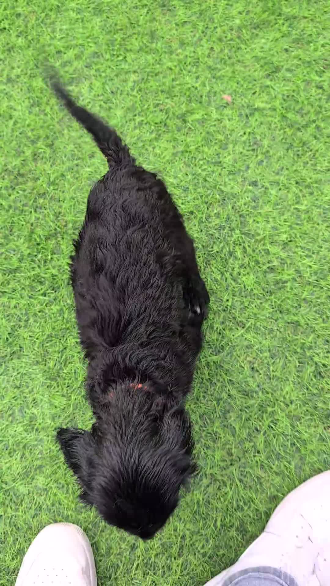 Mixed Breed dogs for sale: Cockalier puppies F1 for sale - Video 2