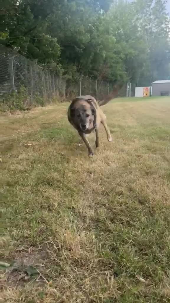Mixed Breed dogs for adoption: Camel - Video 1