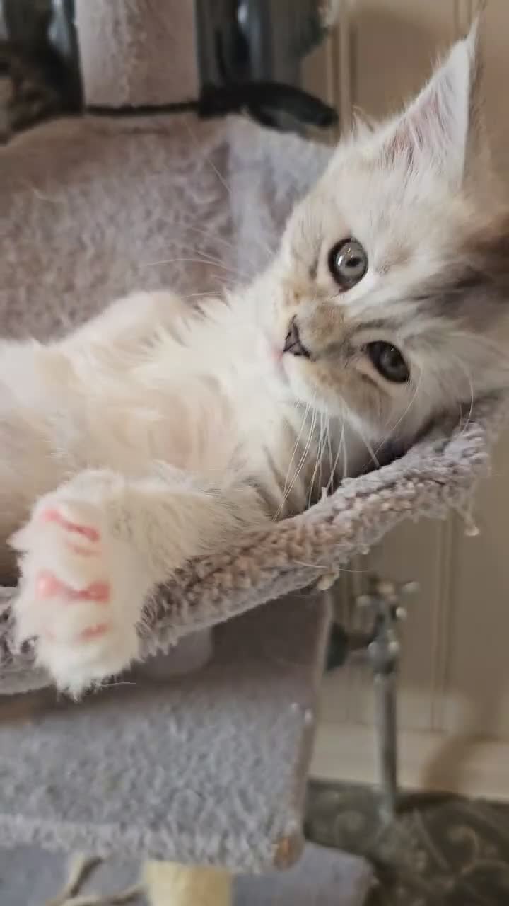 Maine Coon cats for sale: Beautiful TICA Purebred Maine Coon Kittens - Video 4