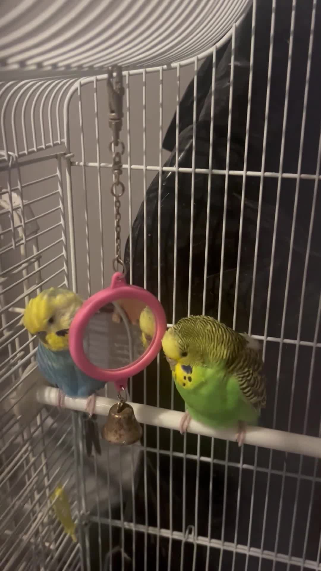Budgerigars birds for sale: Kid Budgie parrots  in Bradford - Video 1