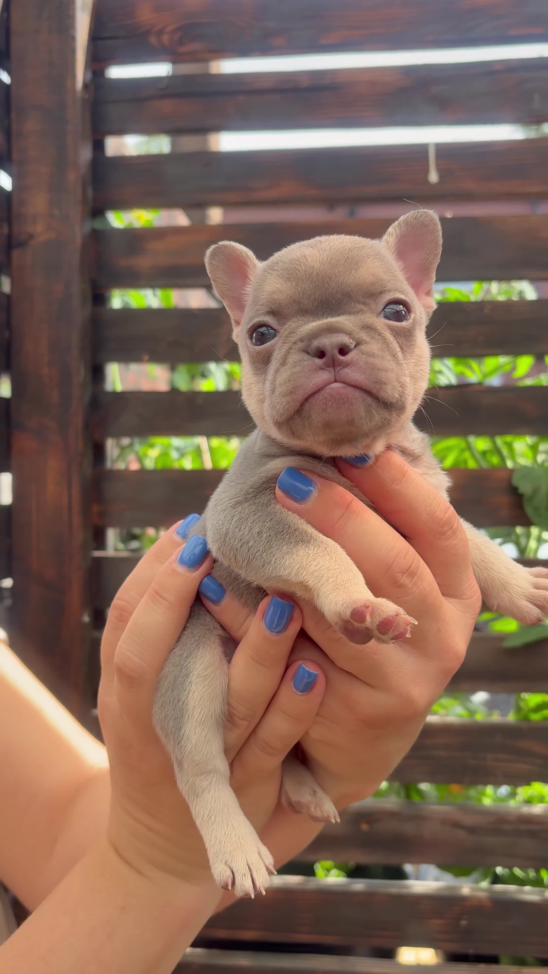 French Bulldog dogs for sale: Gorgeous French girls available  - Video 2