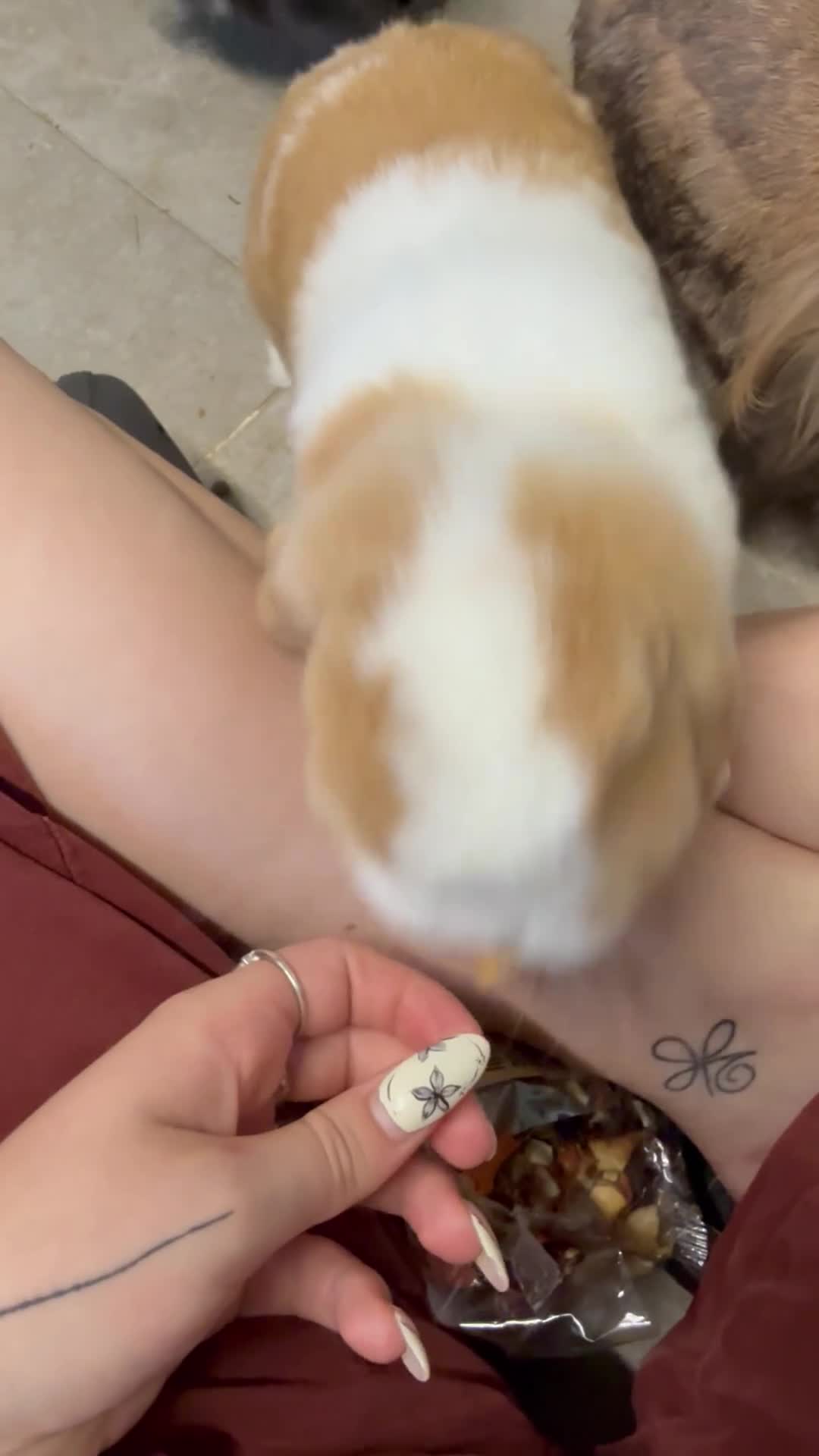 Mini Lop rabbits for sale: 5 bunnies for sale - 3 mini lops, 2 mini lion lops - Video 3