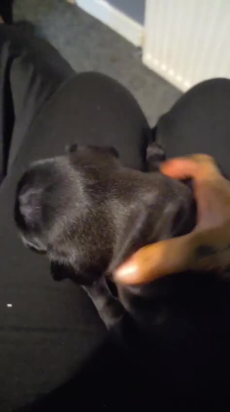 Pug dogs for sale: Pug pups for sale - Video 4