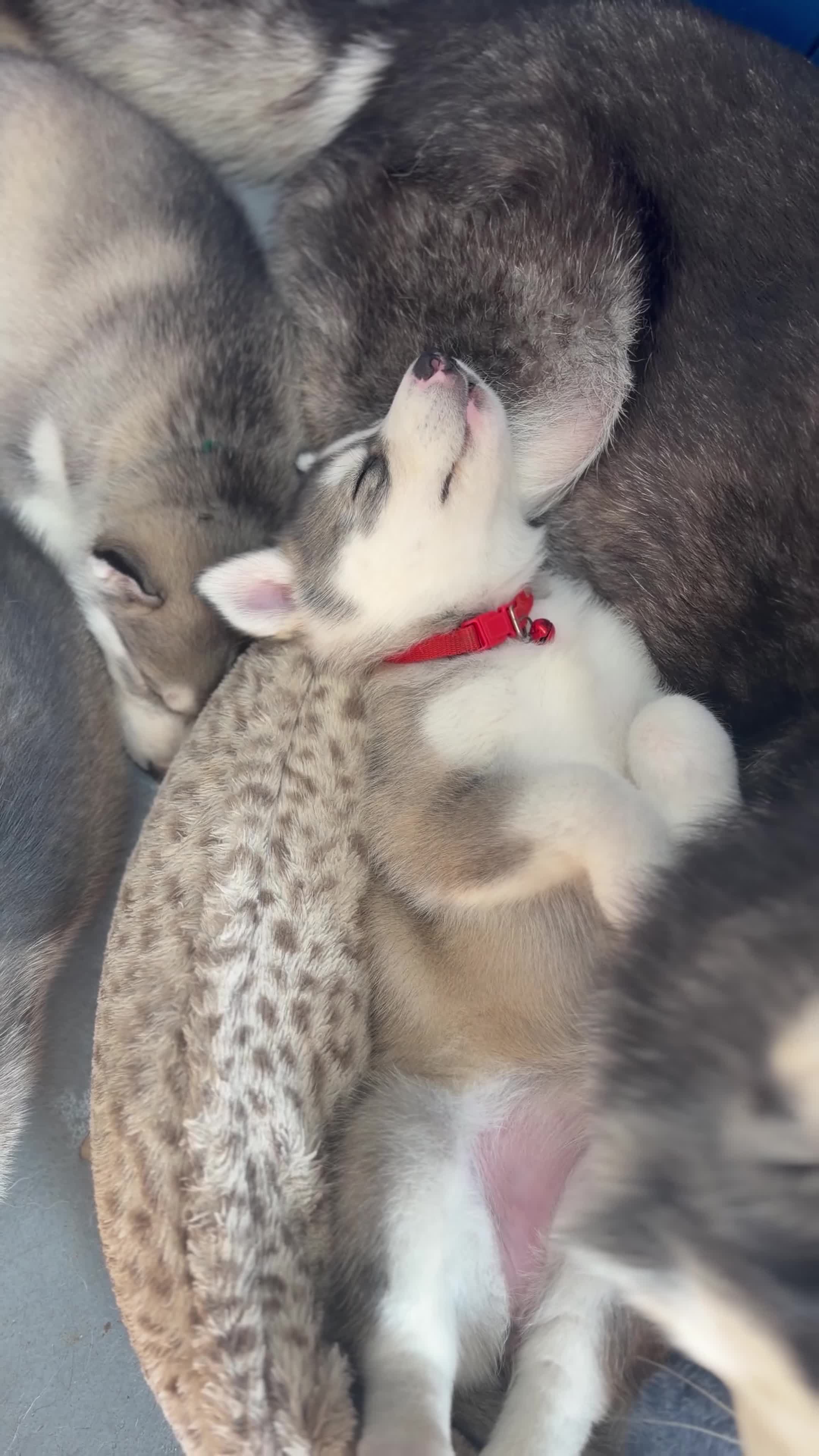 Siberian Husky dogs for sale: Stunning husky pups  - Video 1