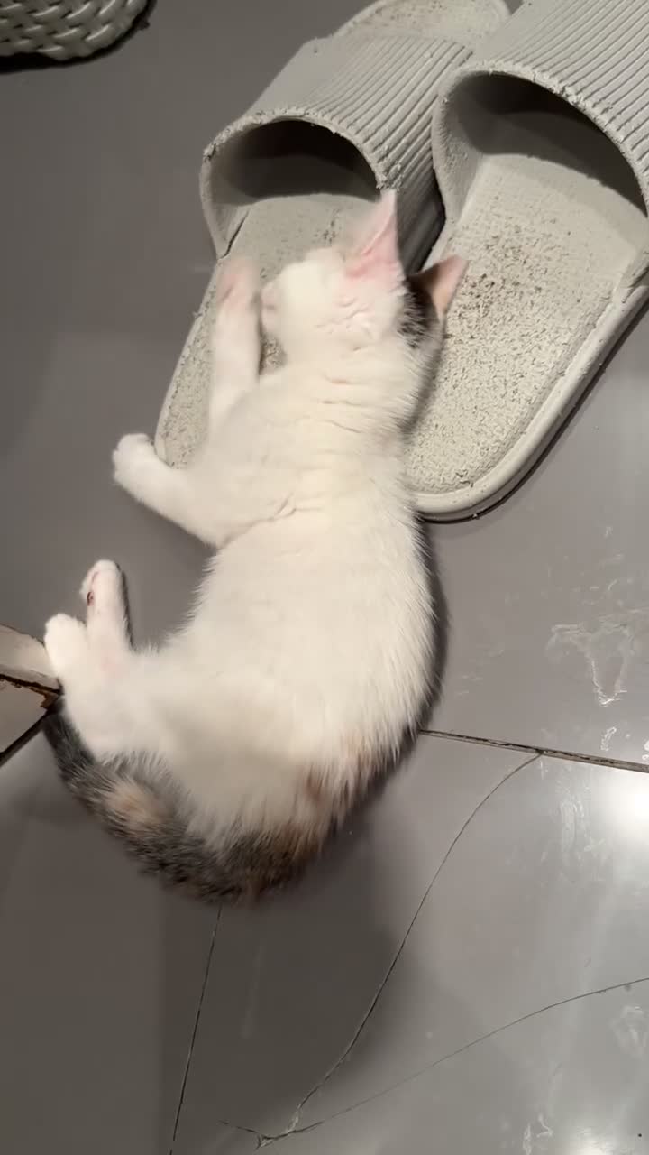 Mixed Breed cats for sale: 3 female kittens 10 weeks old - Video 2