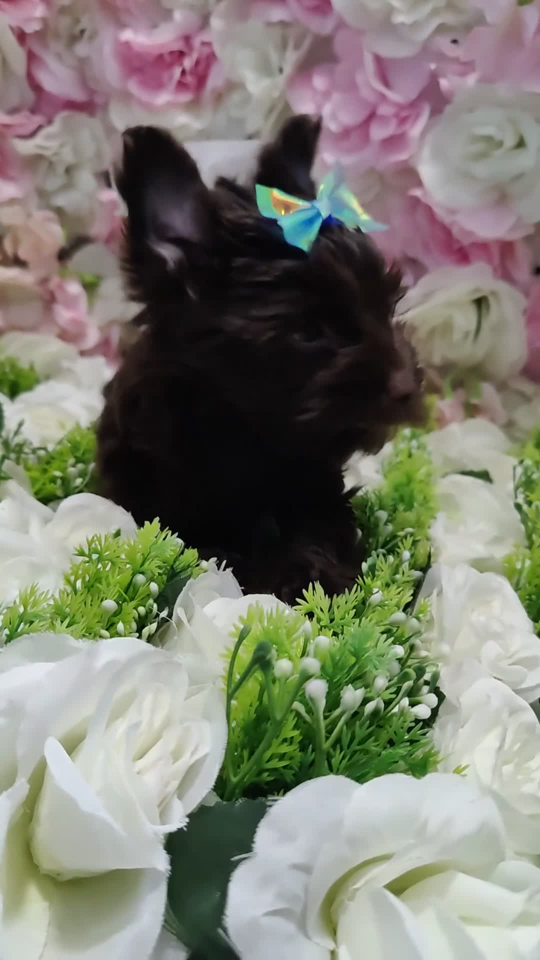 Yorkshire Terrier dogs for sale: Outstanding puppies ready for collection  - Video 1