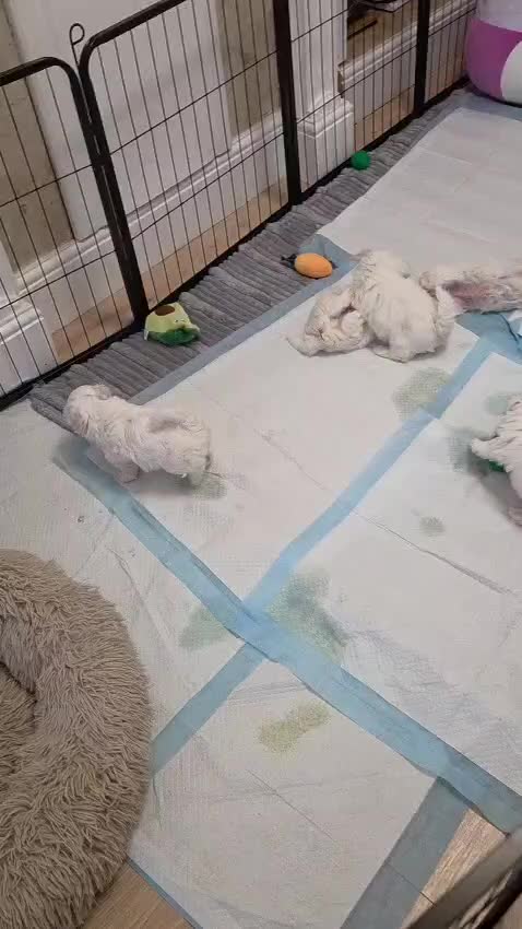 Bichon Frise dogs for sale: ❤️Adorable Bichon Frise Puppies-Tiny Clouds Of 🧡 - Video 1