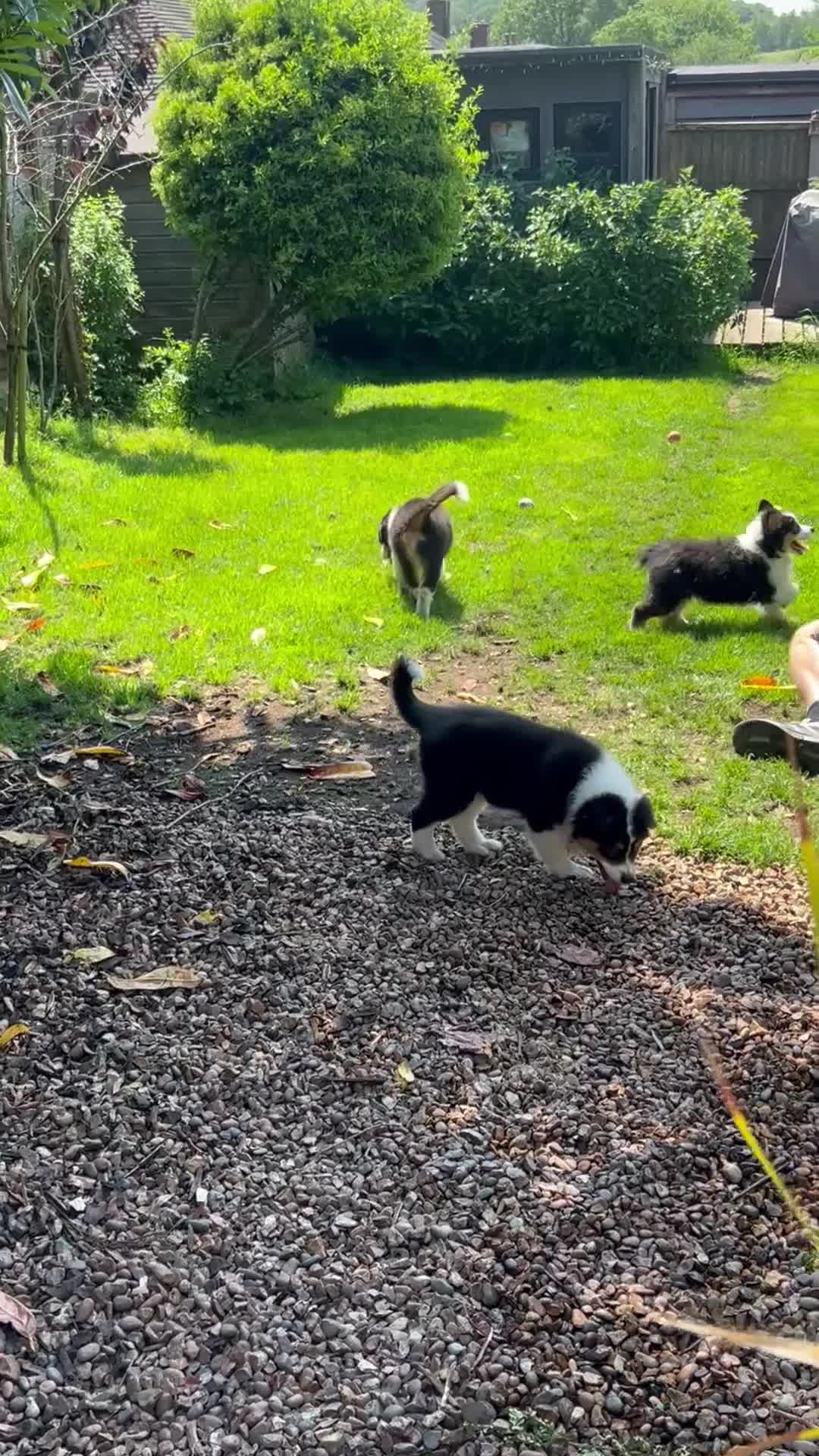 Australian Shepherd dogs for sale: Australian shepherd puppies - Video 3