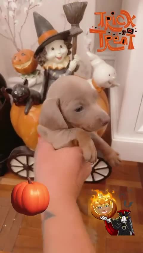 Dachshund dogs for sale: Dachshund Isabella dapple puppies  - Video 1