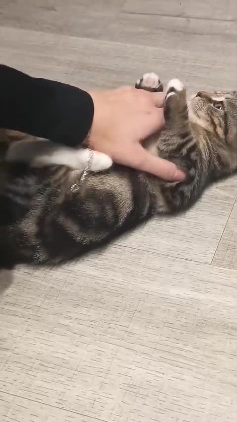 Bengal cats for sale: Bengal Scottish - Video 1