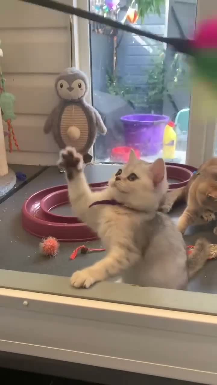 British Shorthair cats for sale: BSH Kittens 11 weeks old 3 lovely young ladies   - Video 1