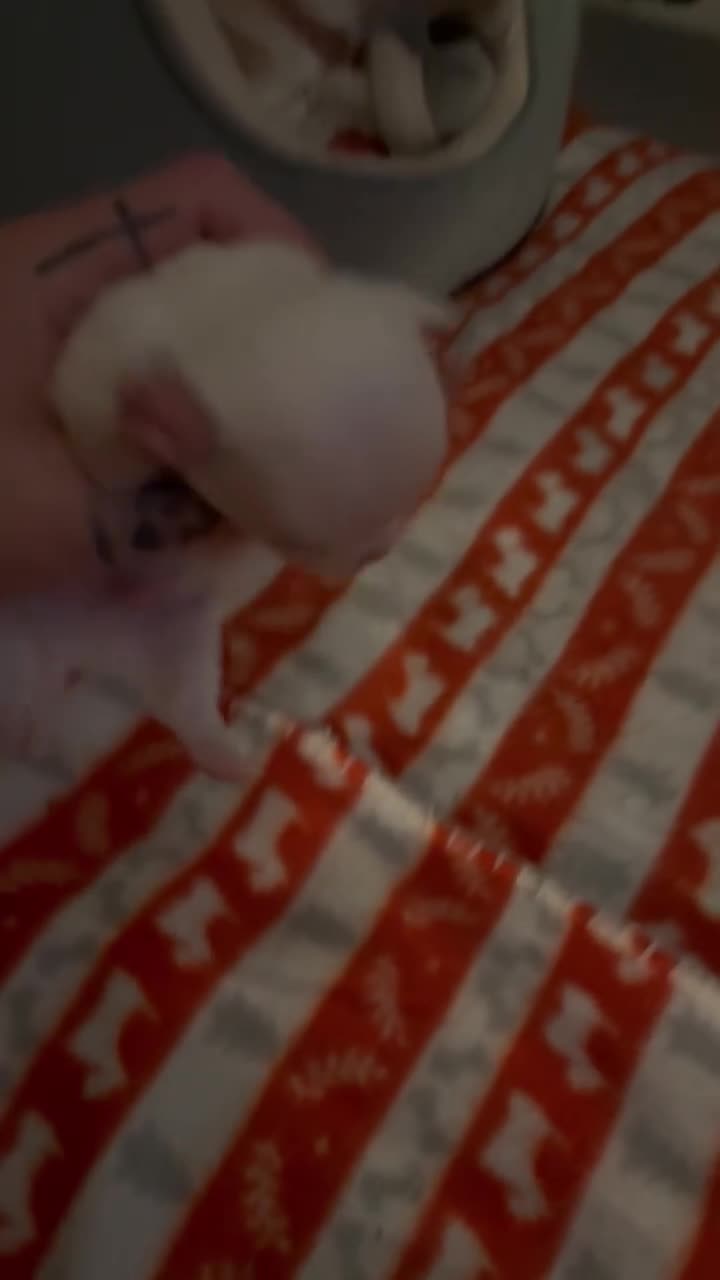 Chihuahua dogs for sale: Kc registered chihuahua pups  - Video 3