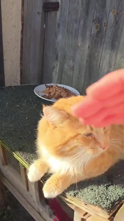 Mixed Breed cats for adoption: Tiger the rescue ginger tom - Video 1