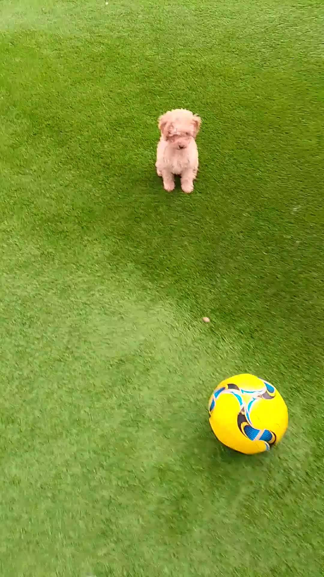 Miniature Poodle dogs for sale: ✨KC Top quality parents health tested pure breed ✨ - Video 1