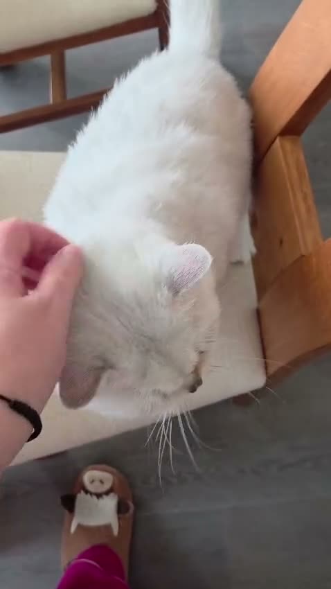 British Shorthair cats for sale: Beautiful GCCF Pedigree British S Hair Silver Male - Video 1