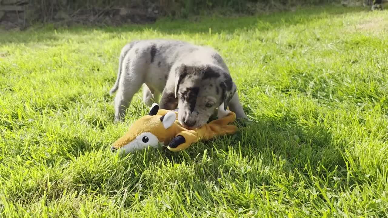 Mixed Breed dogs for sale: 2 female Daniff Puppies READY NOW - Video 4