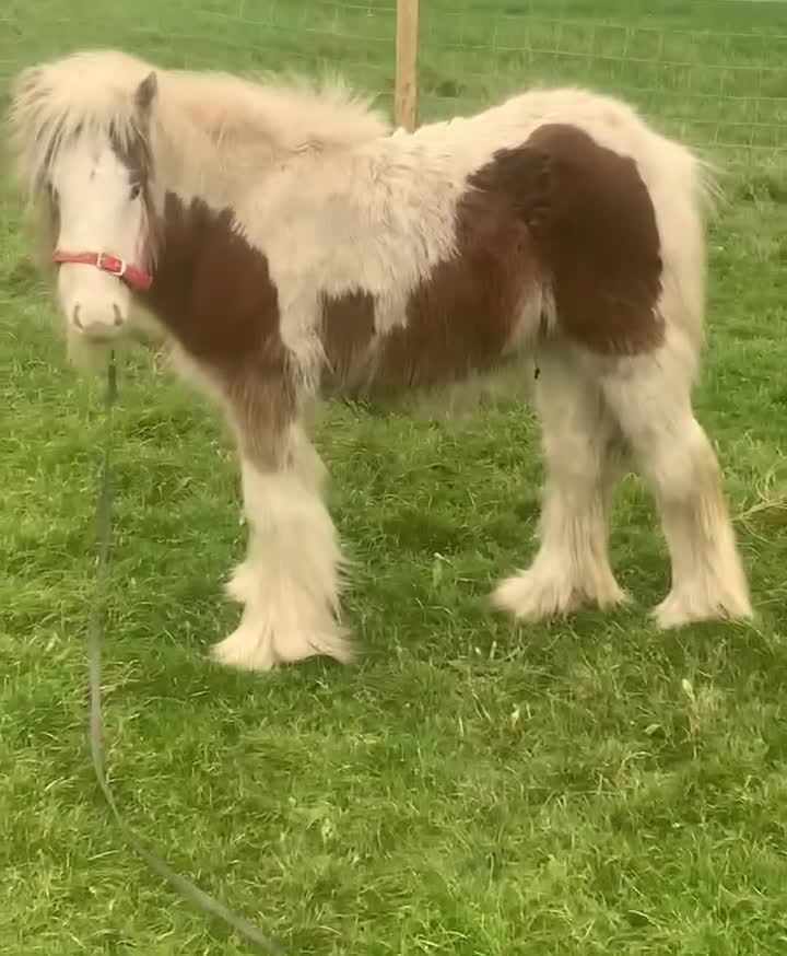 Irish Cob horses for sale: Little colt - Video 3