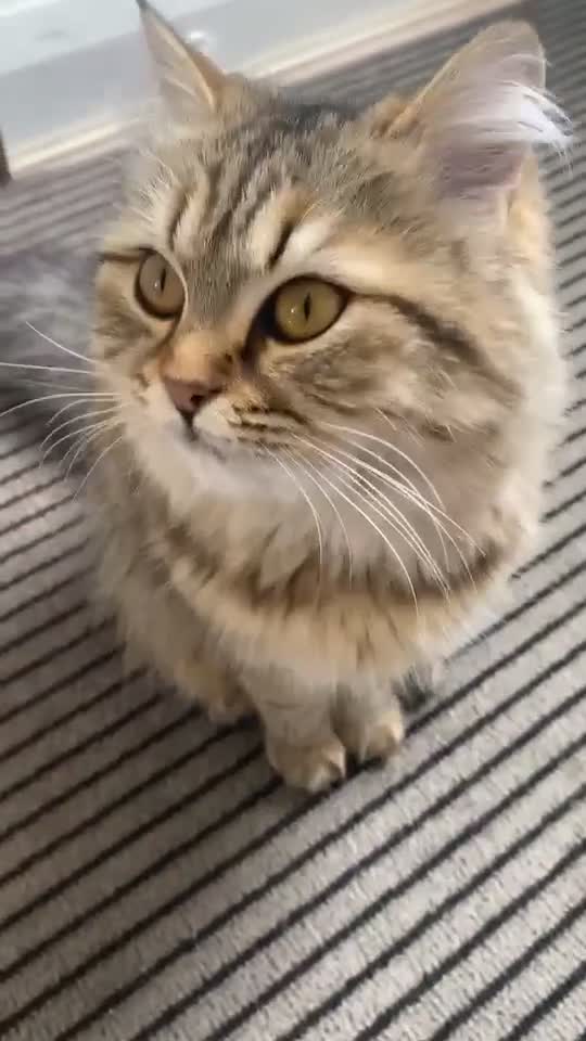 Siberian cats for sale: Siberian x Persian kitten for sale  - Video 2