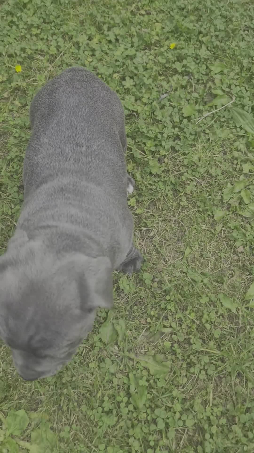 Staffordshire Bull Terrier dogs for sale: KC Registered Staffordshire Bull Terrier Pups in Liverpool - Video 5