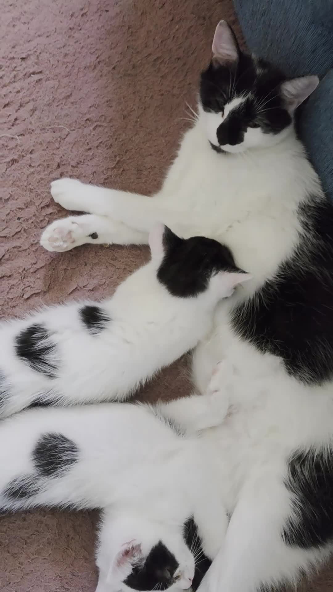 Domestic Shorthair cats for sale: Black and white domestic shorthair kittens - Video 2